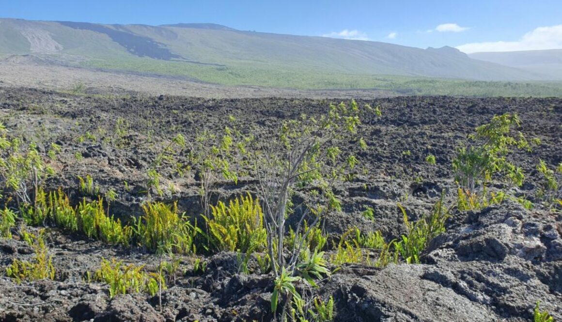 La Réunion - Grand-Brûlé