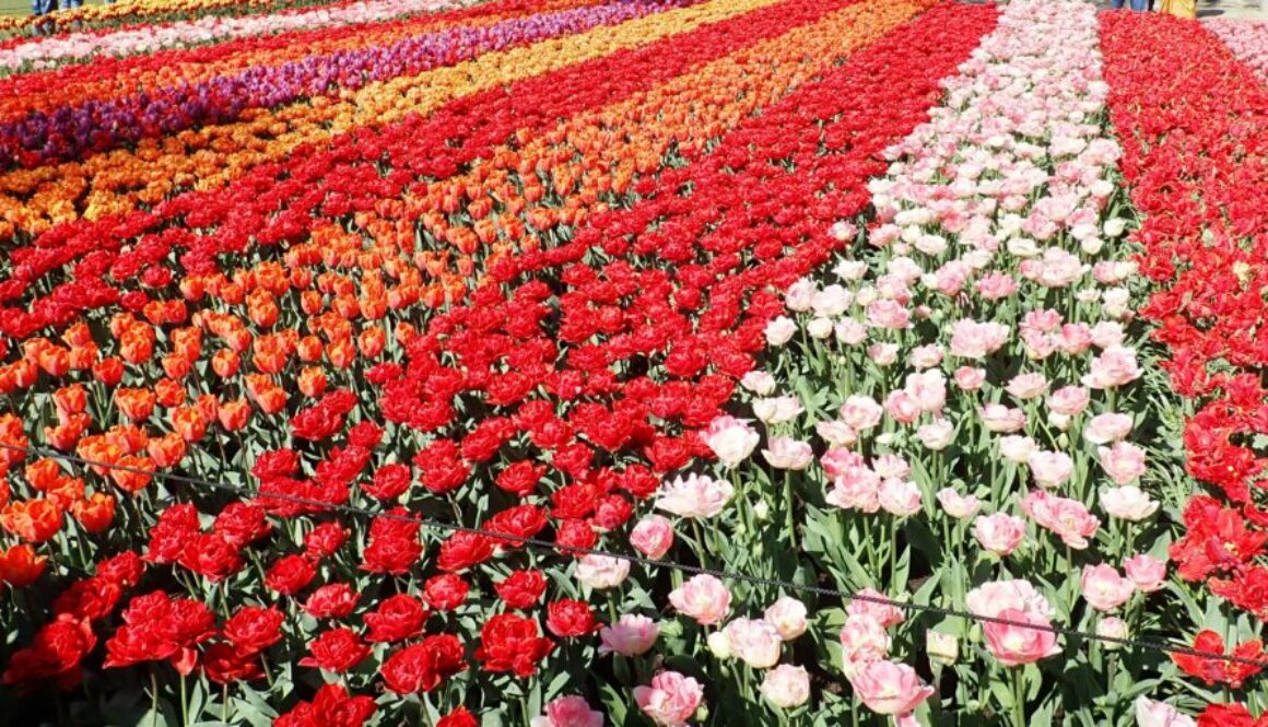 Pays-Bas - Keukenhof