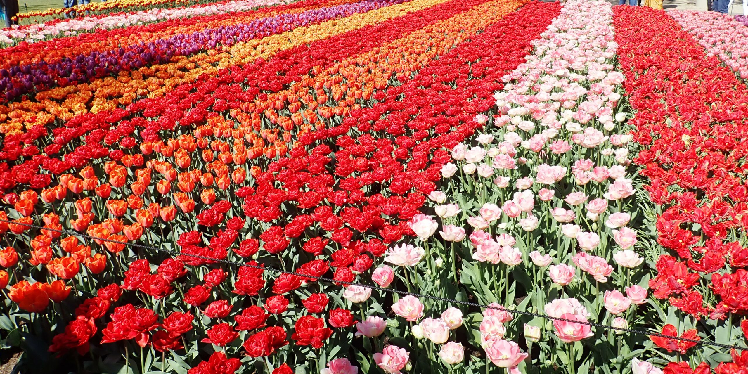 Keukenhof