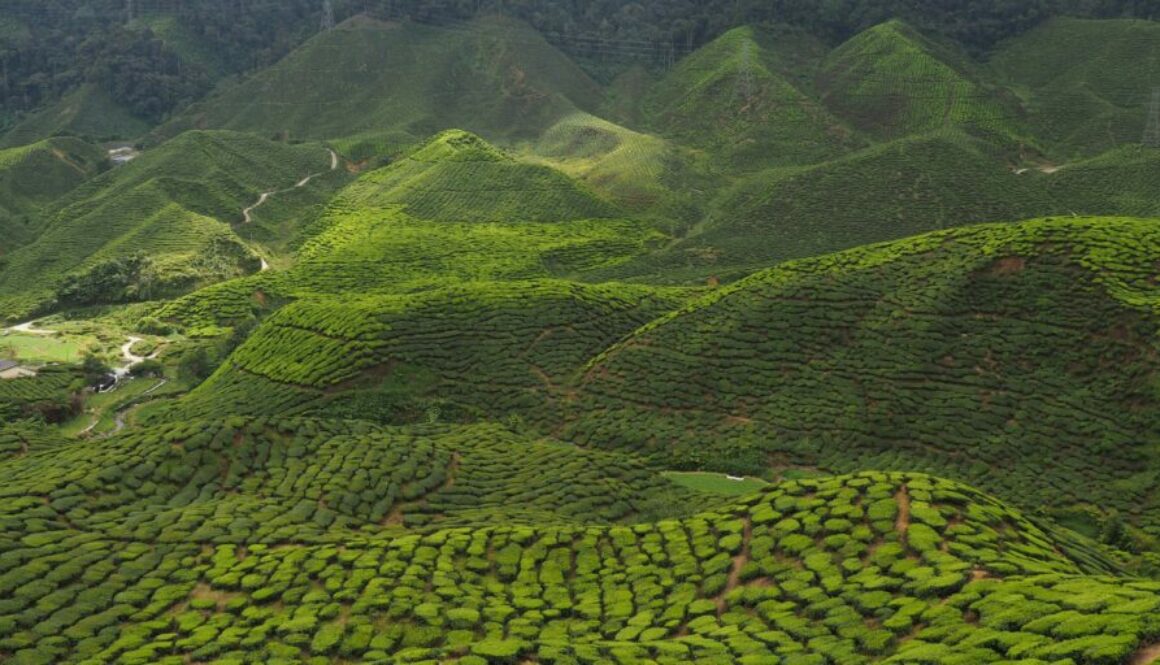 Cameron Highlands en Malaisie : plantations de thé, fermes de fraises, forêts de mousses, cascades et paysages verdoyants au climat frais.