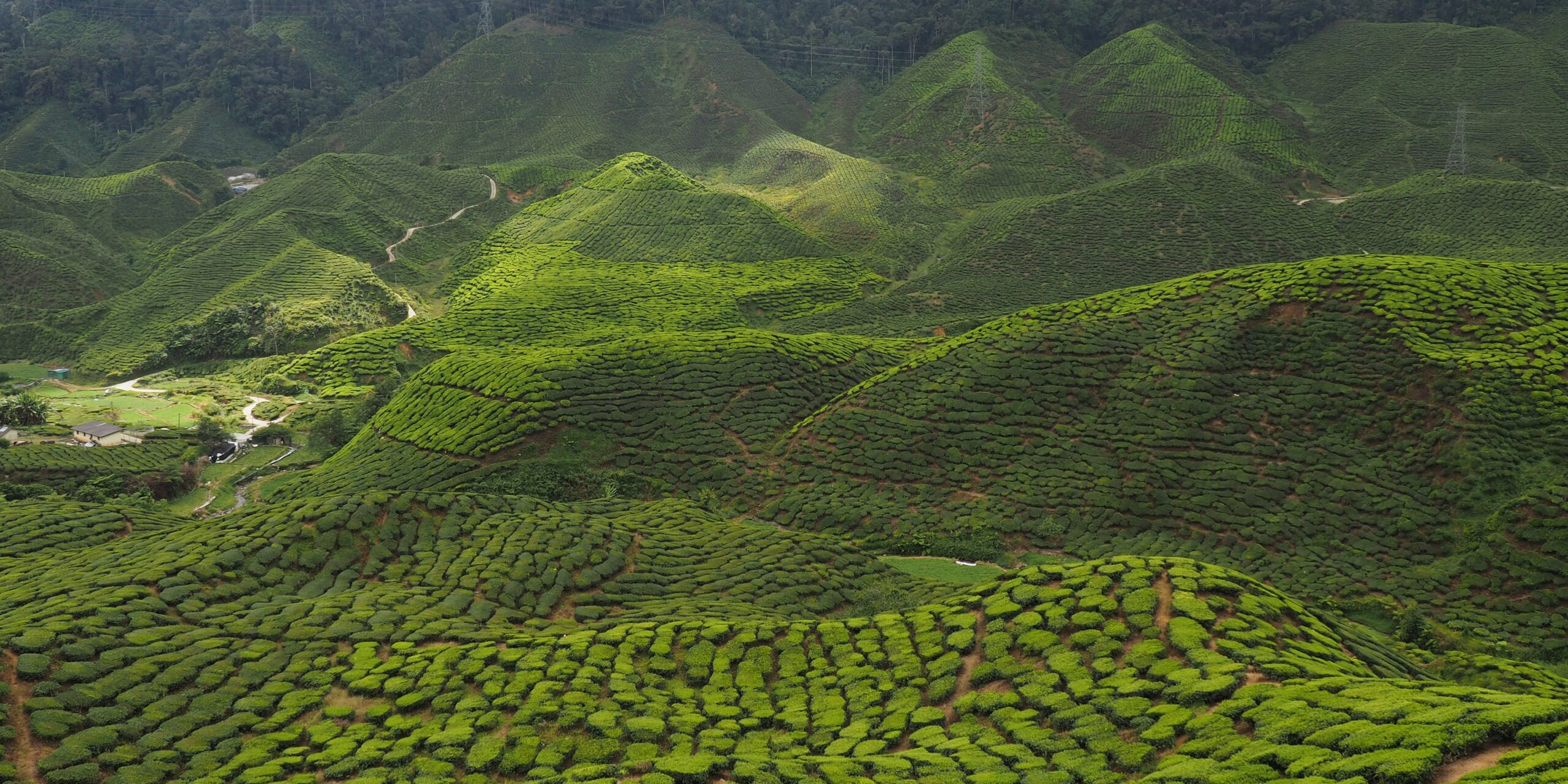 Cameron Highlands