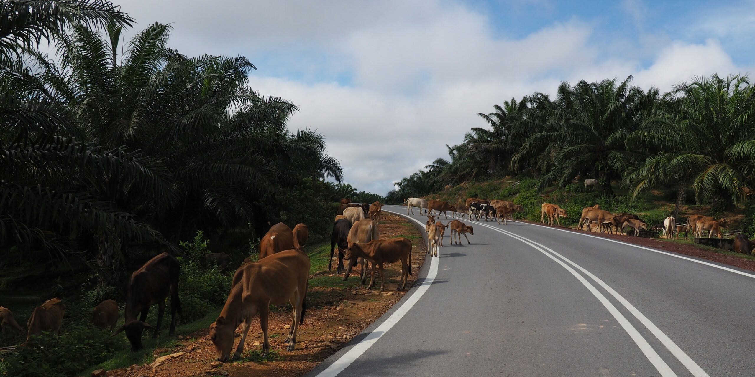 Sur les routes de Malaisie