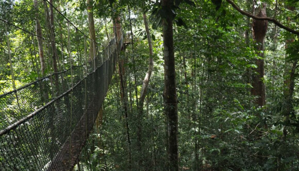 Taman Negara en Malaisie : jungle vieille de 130 millions d’années, canopy walkway, randonnées, rivières et faune tropicale exceptionnelle.