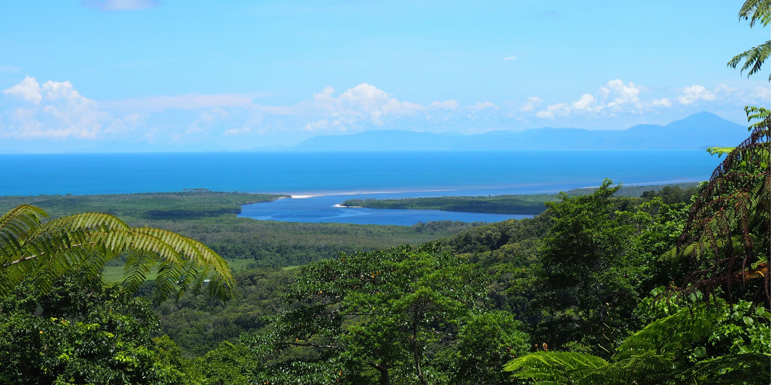 Daintree Forest