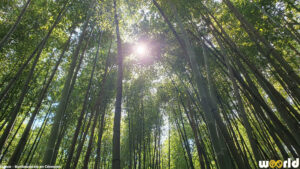 Visitez la Bambouseraie en Cévennes : jardin remarquable à Anduze, forêt de bambous géants, jardins asiatiques et atmosphère exotique unique en Europe.