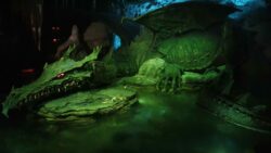 La Tanière du Dragon