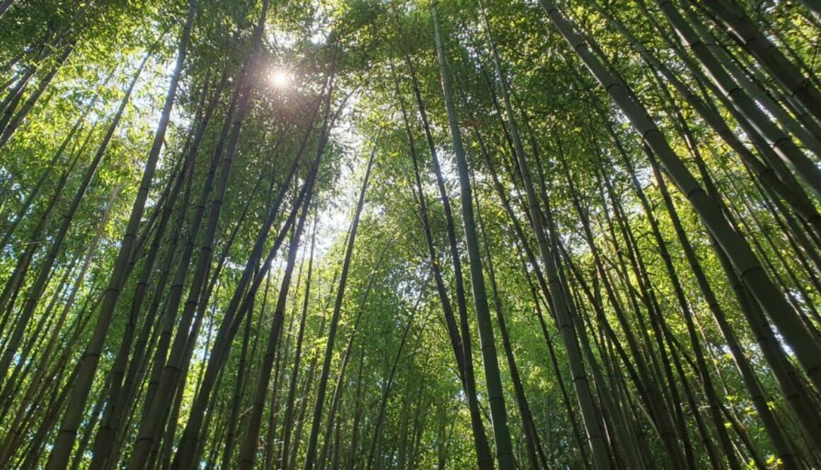 Visitez la Bambouseraie en Cévennes : jardin remarquable à Anduze, forêt de bambous géants, jardins asiatiques et atmosphère exotique unique en Europe.