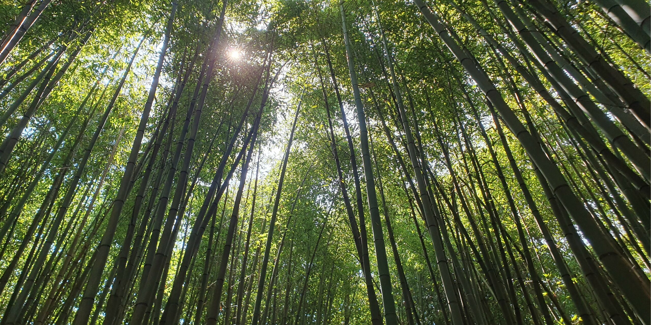 Bambouseraie en Cévennes