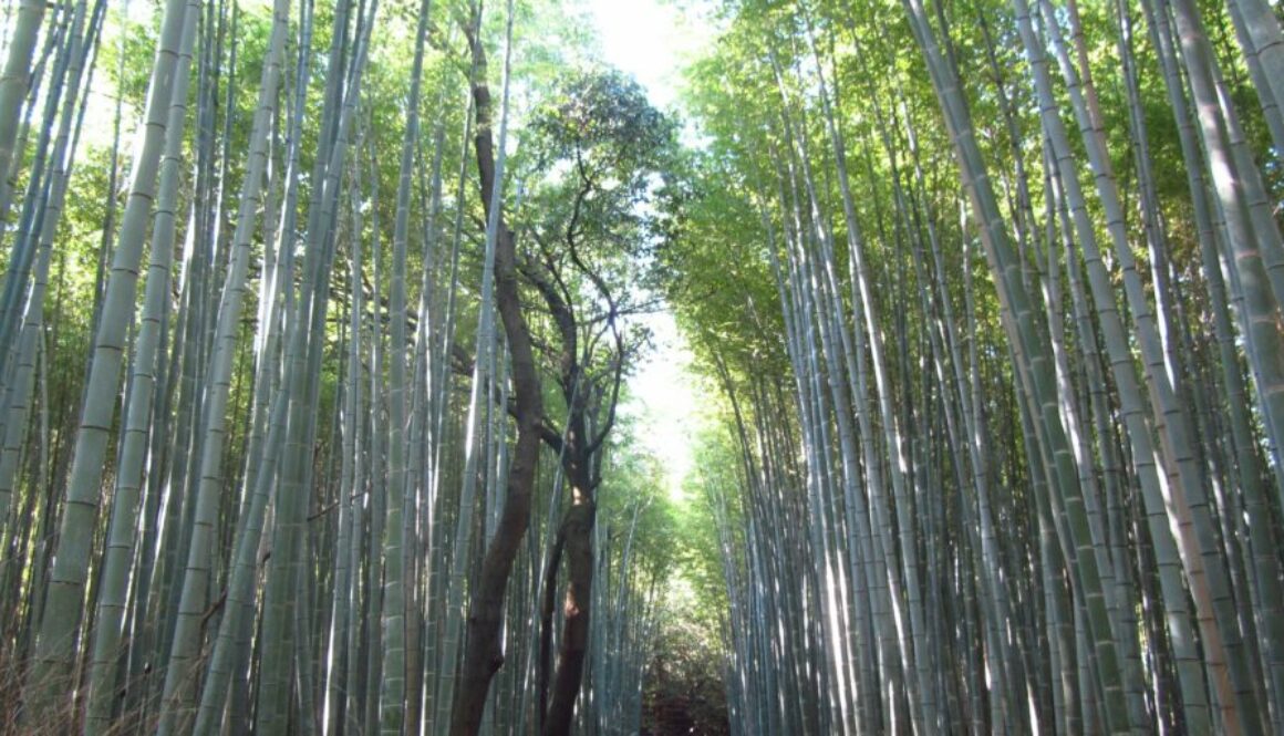 Arashiyama : forêt de bambous, temple Tenryū-ji, pont Togetsukyō et paysages zen aux portes de Kyoto.