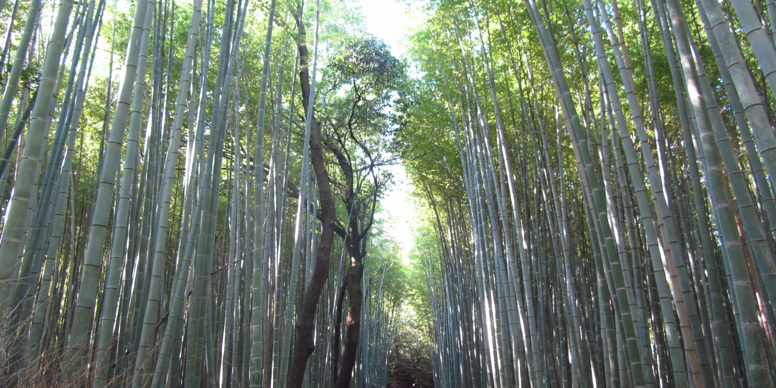 Arashiyama