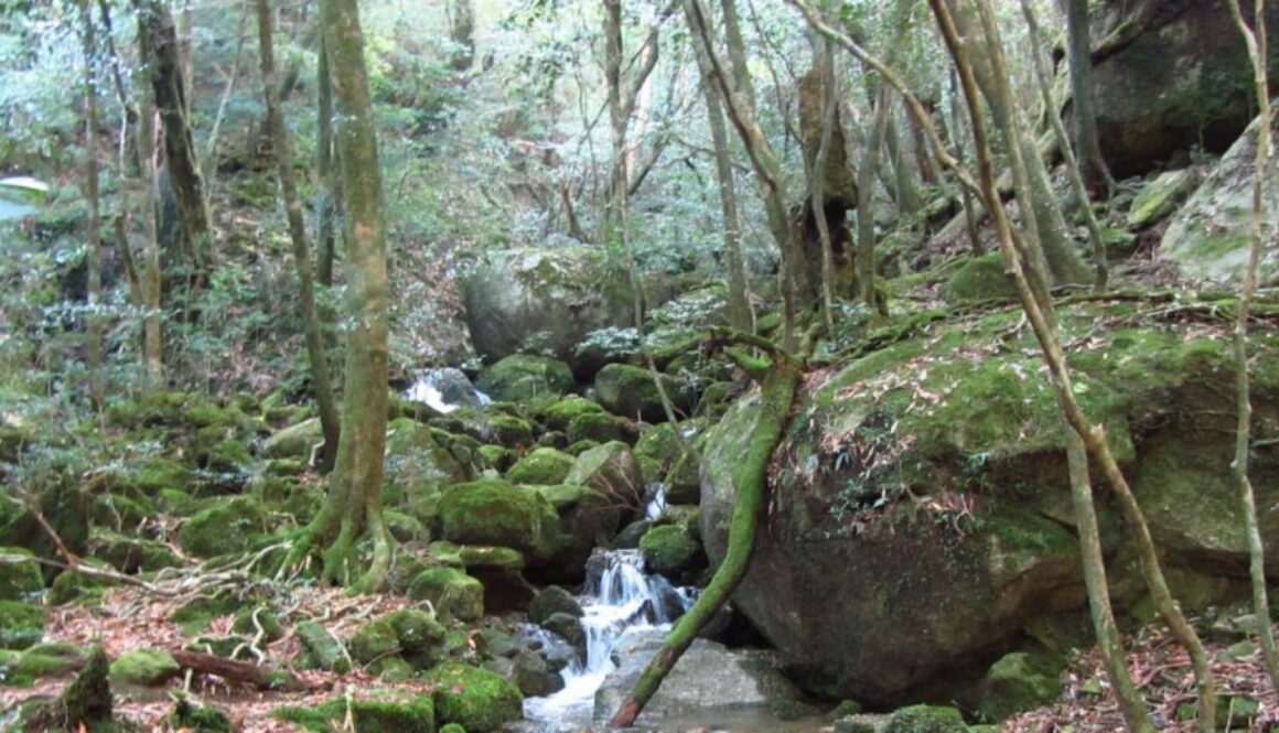 Yakushima : forêt de Mononoké, cèdres millénaires, cascades, randonnées et nature mystique classée UNESCO au Japon.