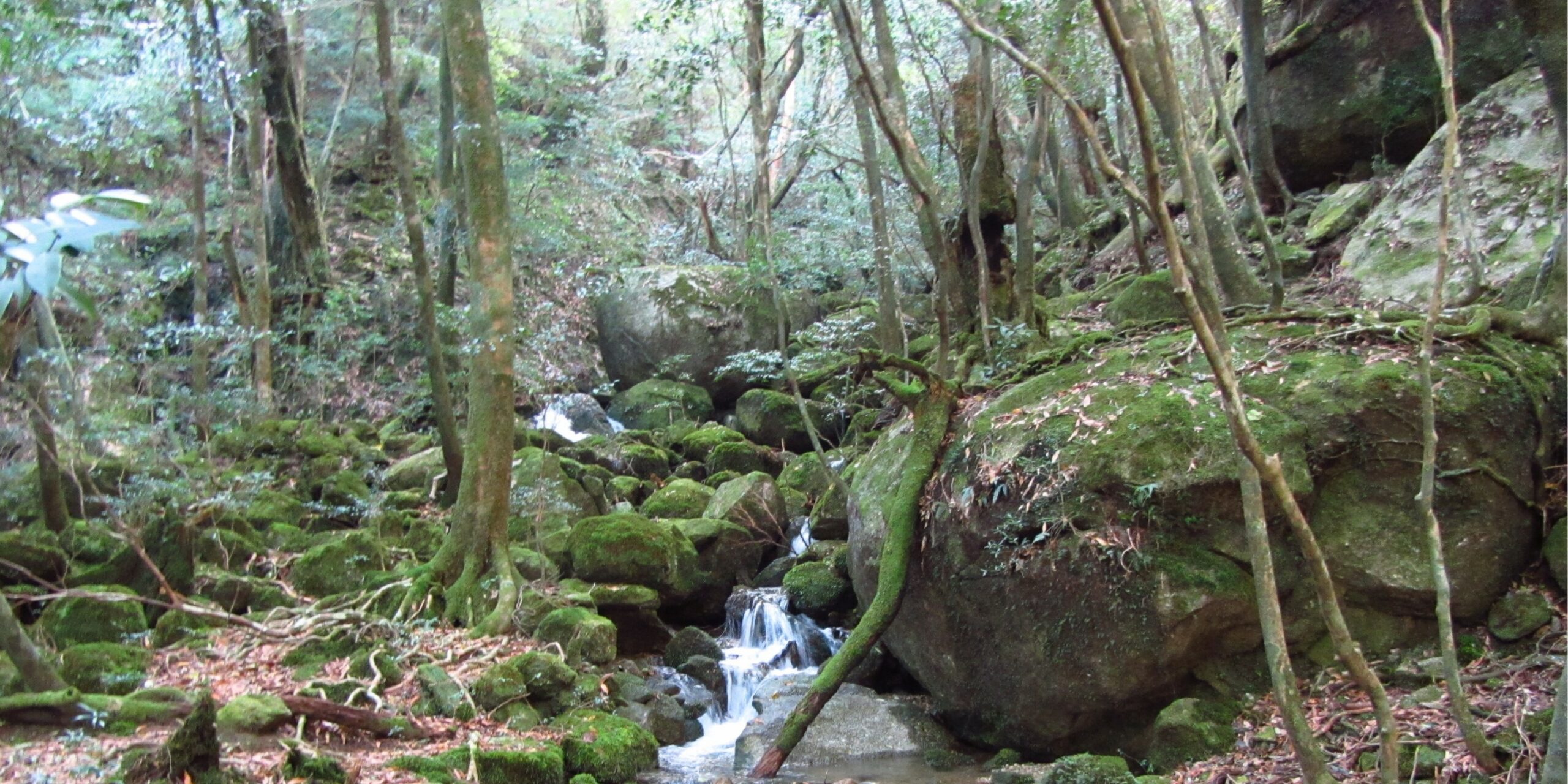 Yakushima Mononoké Forest