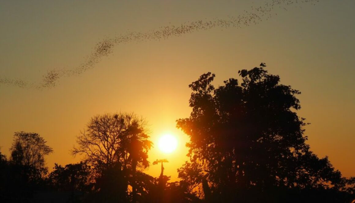 Explorez le parc national de Khao Yai en Thaïlande, site UNESCO aux paysages sauvages, cascades majestueuses et vie animale fascinante.