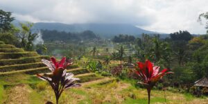 Découvrez Bali : temples hindous, rizières en terrasses, plages volcaniques et ambiance spirituelle unique. Itinéraires et idées de séjour pour préparer votre voyage.