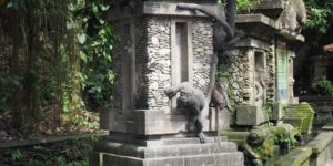 Voyage Ubud Bali : rizières en terrasses, temples, forêt des singes et atmosphère bohème au cœur de l’île.